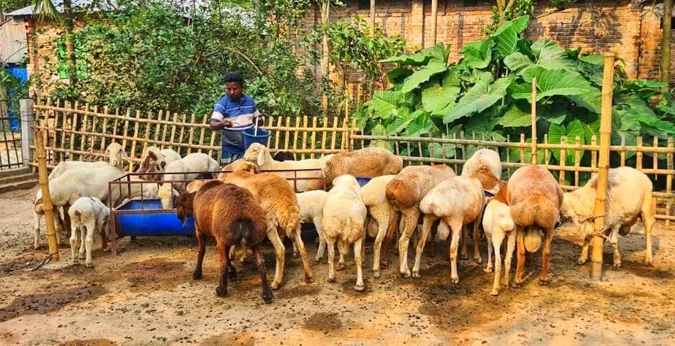 সৈয়দপুরে দুম্বা পালনে বদলে গেছে রবিউলের ভাগ্য